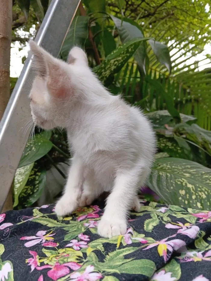 Gato raça SRD-ViraLata idade 2 a 6 meses nome Bebê Gabriel