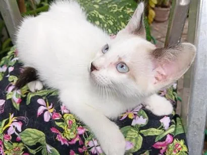 Gato raça SRD-ViraLata idade 2 a 6 meses nome Bebê Gabriel