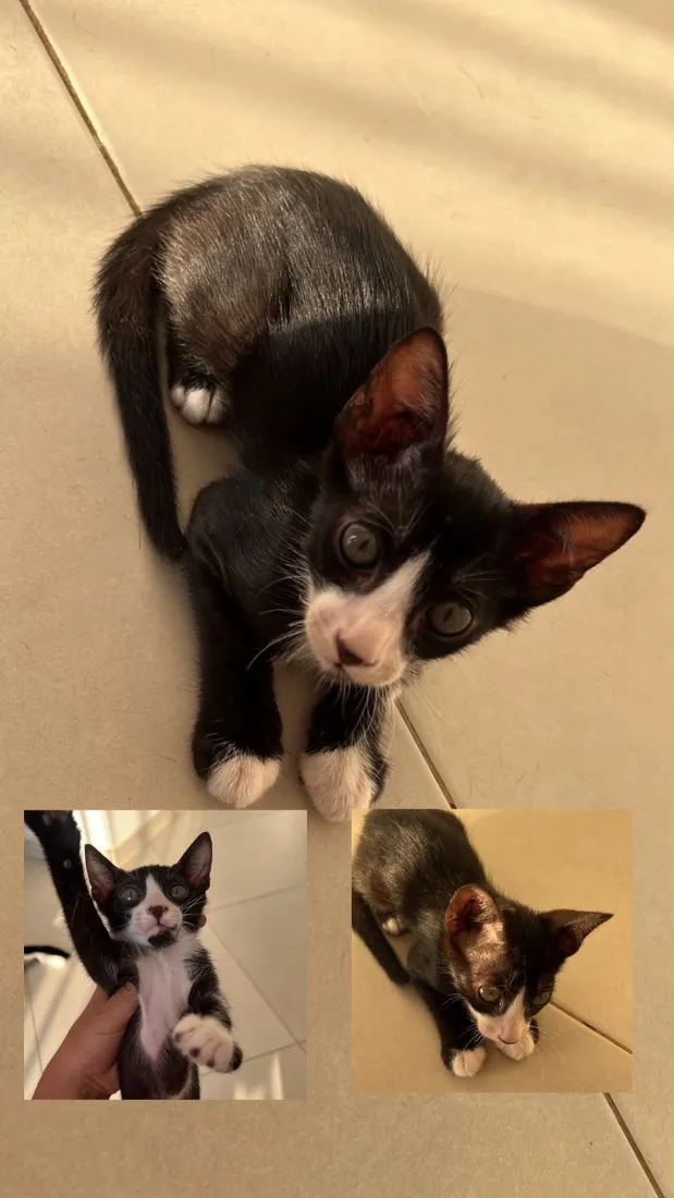 Gato raça SRD-ViraLata idade 2 a 6 meses nome fred 