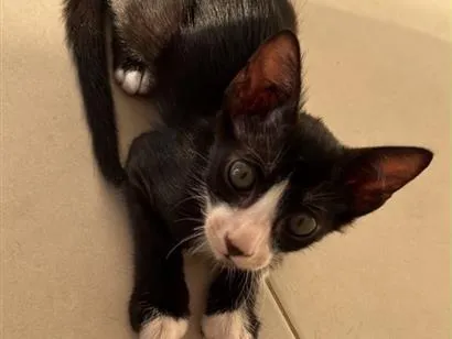 Gato raça SRD-ViraLata idade 2 a 6 meses nome fred 