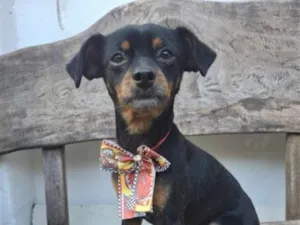 Cachorro raça SRD-ViraLata idade 5 anos nome Sasuke