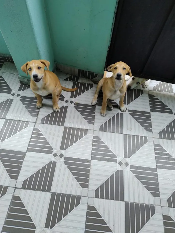 Cachorro raça SRD-ViraLata idade 2 a 6 meses nome Mufasa e Bob