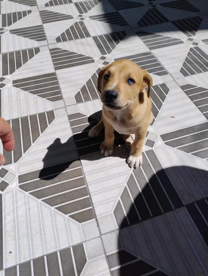 Cachorro raça SRD-ViraLata idade 2 a 6 meses nome Mufasa e Bob