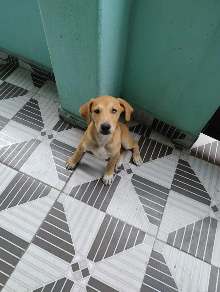 Cachorro raça SRD-ViraLata idade 2 a 6 meses nome Mufasa e Bob