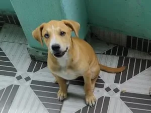 Cachorro raça SRD-ViraLata idade 2 a 6 meses nome Mufasa e Bob
