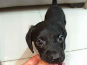 Cachorro raça SRD-ViraLata idade 2 a 6 meses nome Otto 