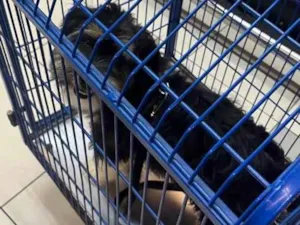 Cachorro raça SRD-ViraLata idade 2 a 6 meses nome Tael 