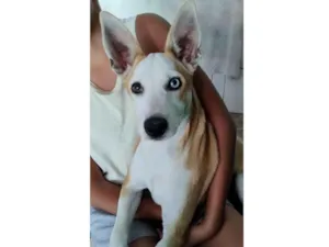 Cachorro raça SRD-ViraLata idade 1 ano nome Meggie