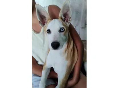 Cachorro raça SRD-ViraLata idade 1 ano nome Meggie