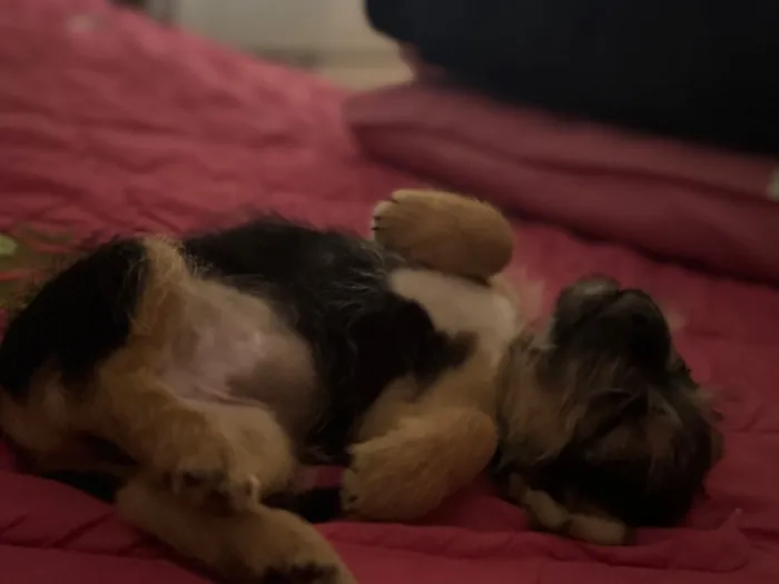 Cachorro raça SRD-ViraLata idade 2 a 6 meses nome Zuri