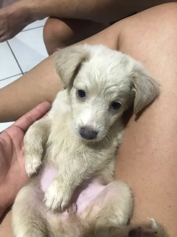 Cachorro raça SRD-ViraLata idade 2 a 6 meses nome Luna