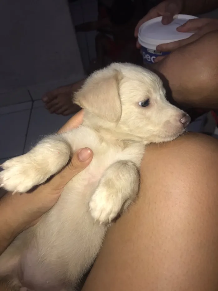 Cachorro raça SRD-ViraLata idade 2 a 6 meses nome Luna