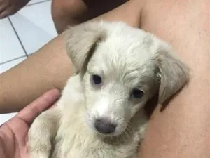 Cachorro raça SRD-ViraLata idade 2 a 6 meses nome Luna
