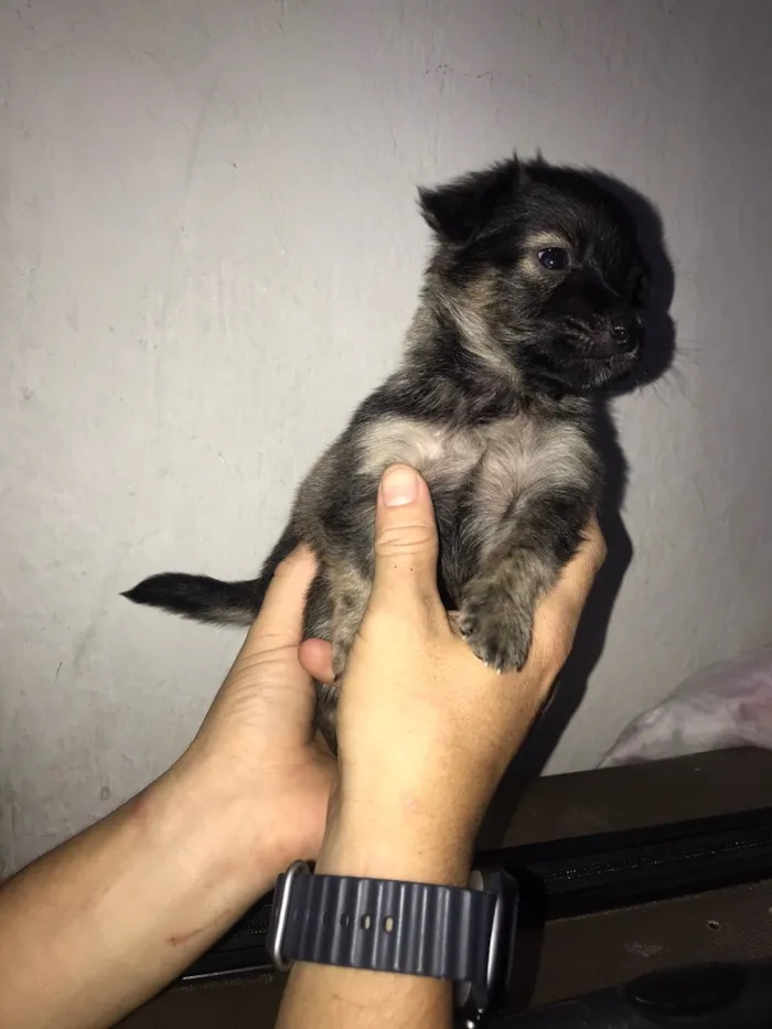Cachorro raça SRD-ViraLata idade 2 a 6 meses nome Moly