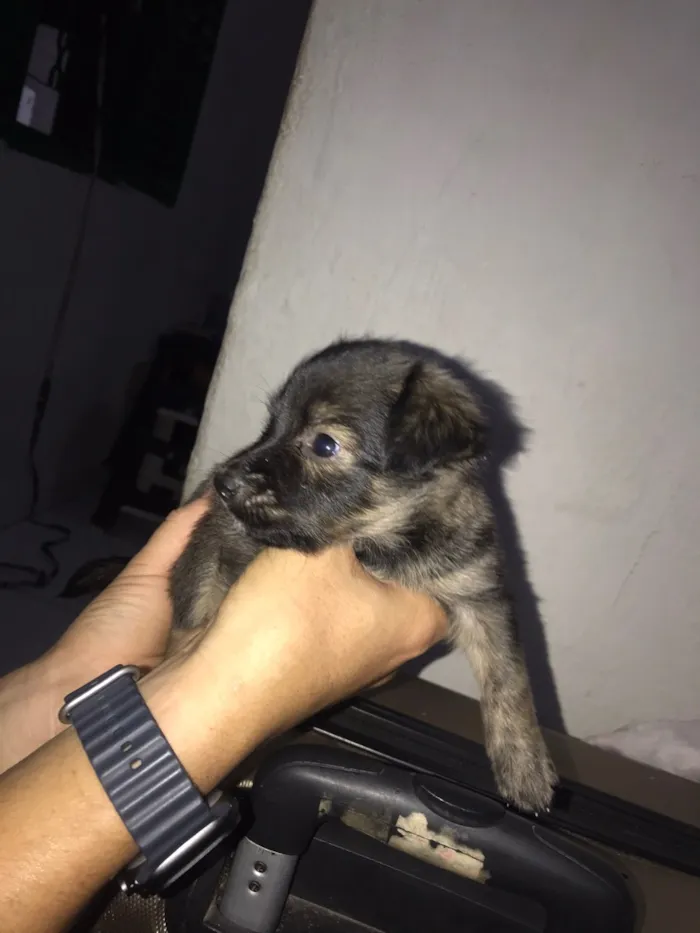 Cachorro raça SRD-ViraLata idade 2 a 6 meses nome Moly