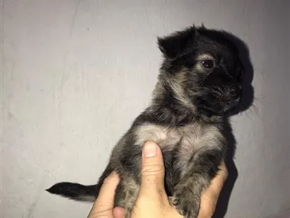 Cachorro raça SRD-ViraLata idade 2 a 6 meses nome Moly