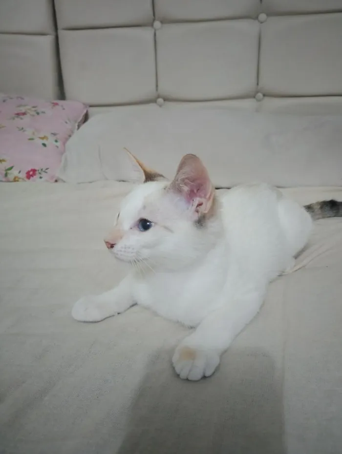 Gato raça Siamês idade 7 a 11 meses nome Marie