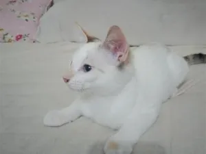 Gato raça Siamês idade 7 a 11 meses nome Marie