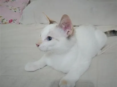 Gato raça Siamês idade 7 a 11 meses nome Marie