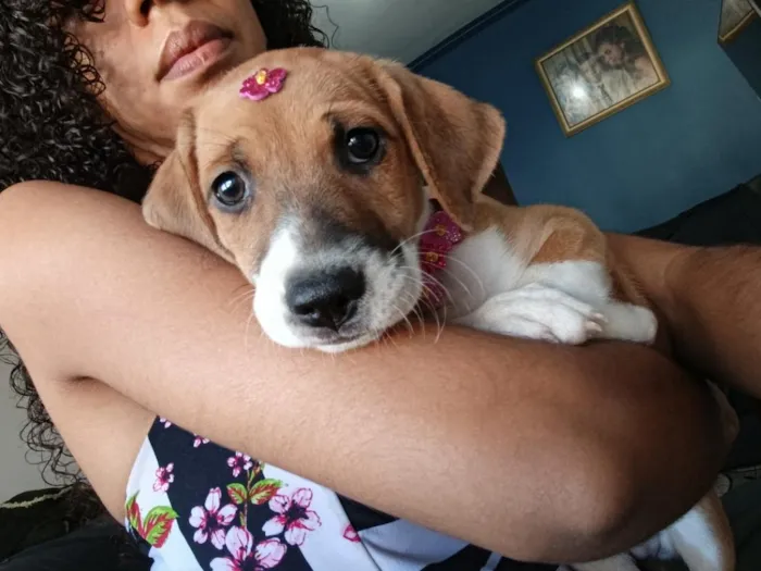 Cachorro raça SRD-ViraLata idade 2 a 6 meses nome Mia