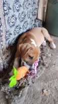 Mia