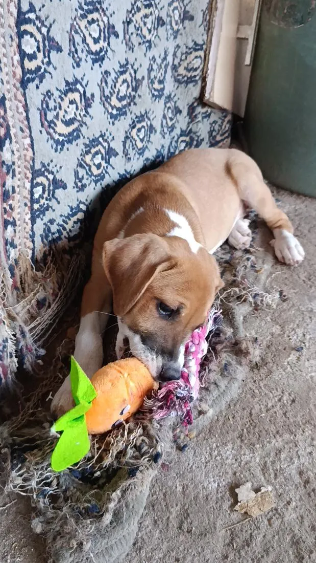 Cachorro raça SRD-ViraLata idade 2 a 6 meses nome Mia