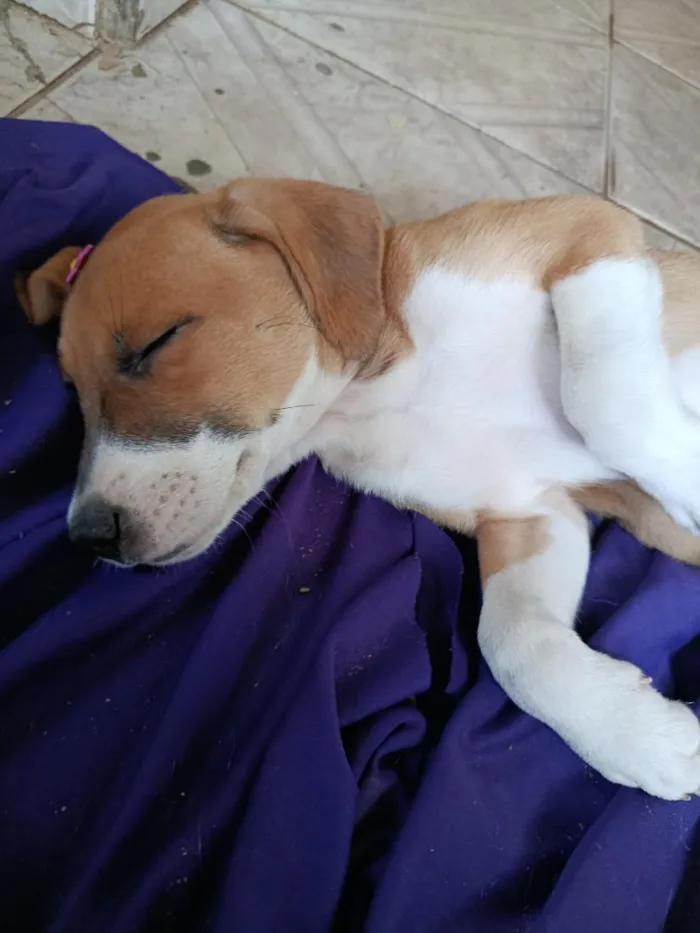 Cachorro raça SRD-ViraLata idade 2 a 6 meses nome Mia