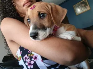 Cachorro raça SRD-ViraLata idade 2 a 6 meses nome Mia