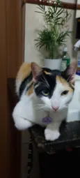 Jade