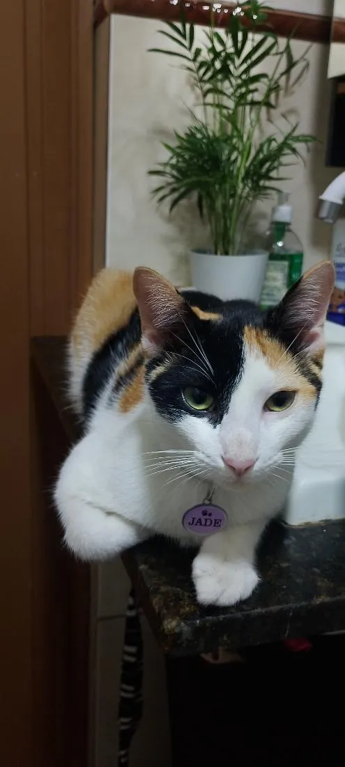 Gato raça SRD-ViraLata idade 1 ano nome Jade