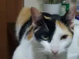 Jade