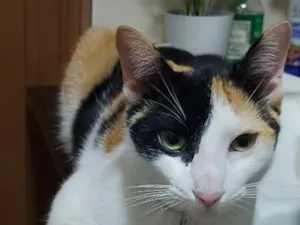 Gato raça SRD-ViraLata idade 1 ano nome Jade