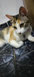 Cléo