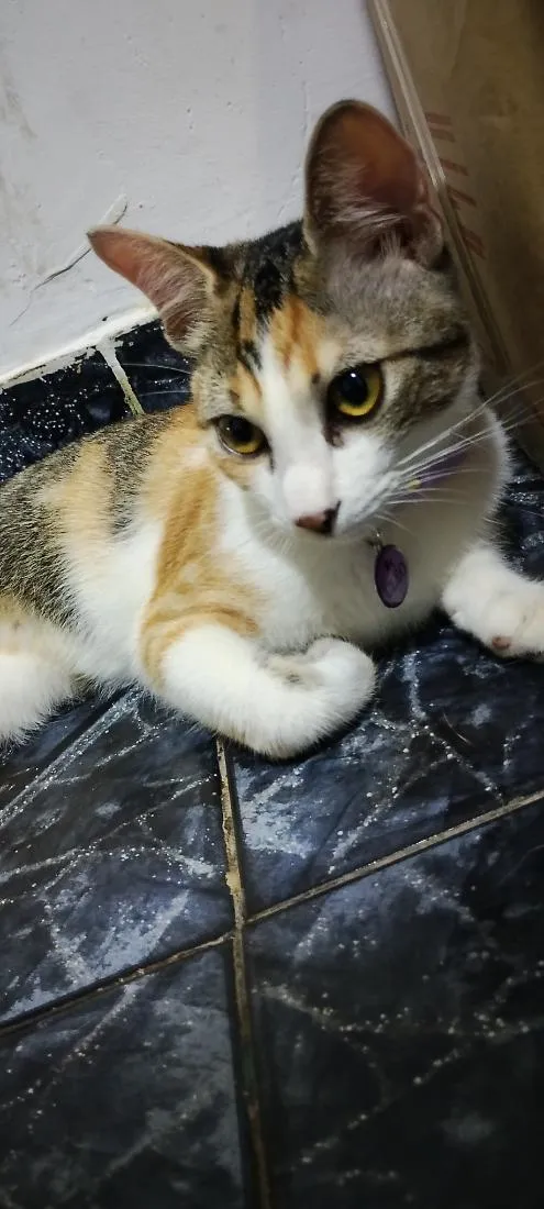 Gato raça SRD-ViraLata idade 1 ano nome Cléo