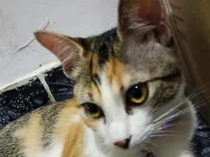 Gato raça SRD-ViraLata idade 1 ano nome Cléo
