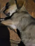 lulu