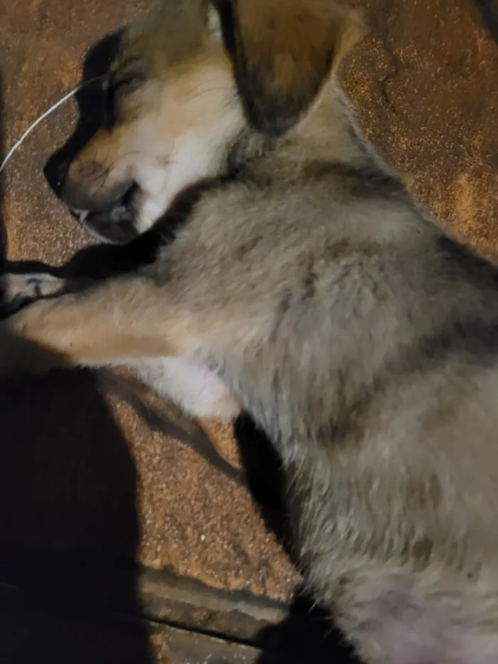 Cachorro raça SRD-ViraLata idade Abaixo de 2 meses nome lulu