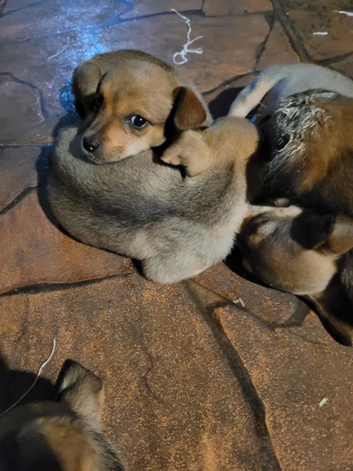 Cachorro raça SRD-ViraLata idade Abaixo de 2 meses nome lulu