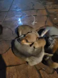 lulu