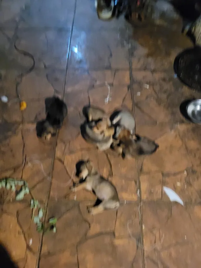 Cachorro raça SRD-ViraLata idade Abaixo de 2 meses nome lulu