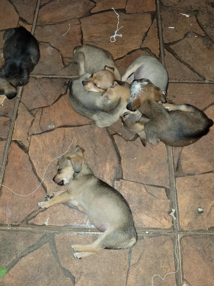 Cachorro raça SRD-ViraLata idade Abaixo de 2 meses nome lulu