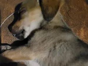 Cachorro raça SRD-ViraLata idade Abaixo de 2 meses nome lulu