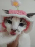 Docinho