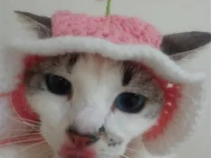 Gato raça SRD-ViraLata idade 7 a 11 meses nome Docinho