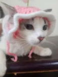 Docinho