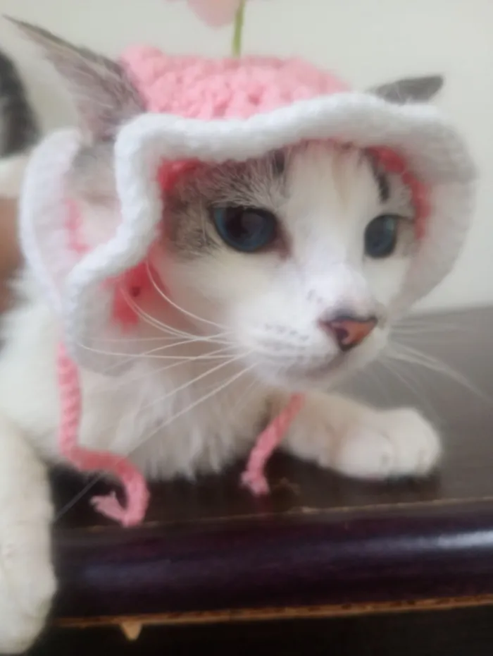 Gato raça SRD-ViraLata idade 7 a 11 meses nome Docinho