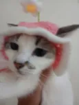 Docinho