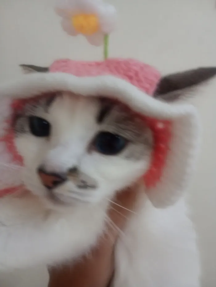Gato raça SRD-ViraLata idade 7 a 11 meses nome Docinho