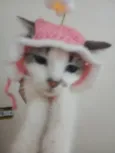 Docinho