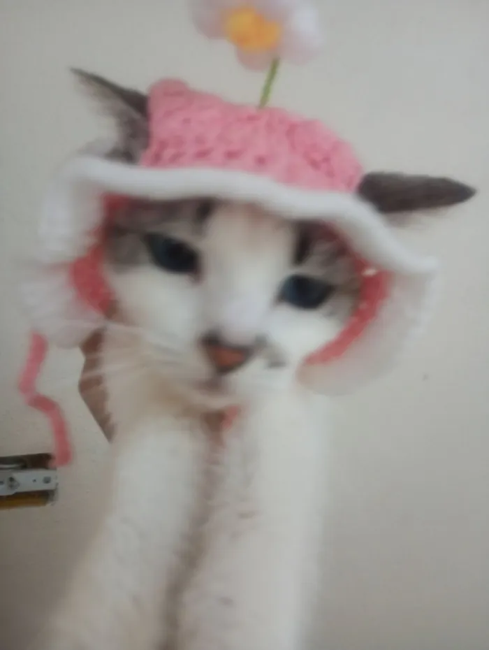 Gato raça SRD-ViraLata idade 7 a 11 meses nome Docinho